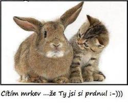 7ljlb9favke97h4fkd1b.jpg